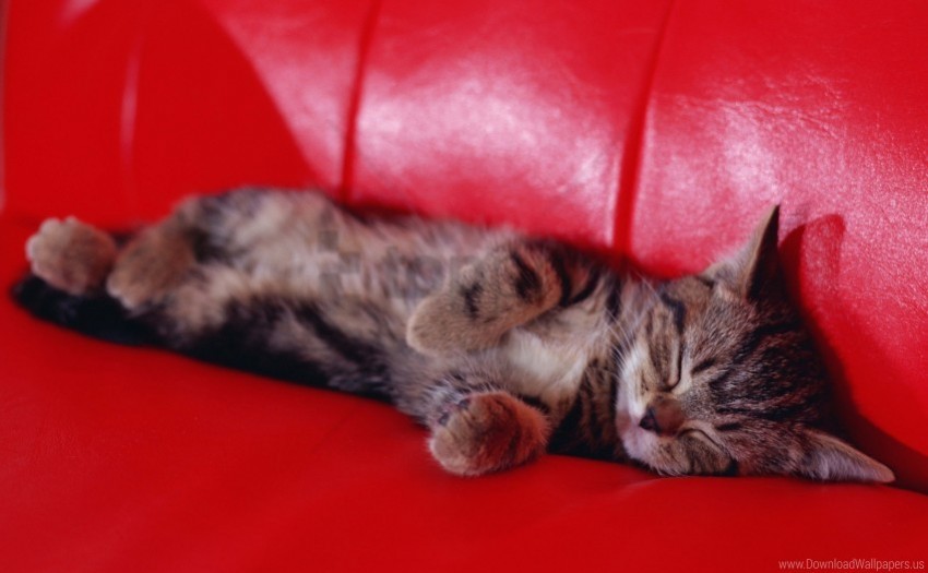 kitten sleeping sofa wallpaper Isolated Illustration with Clear Background PNG