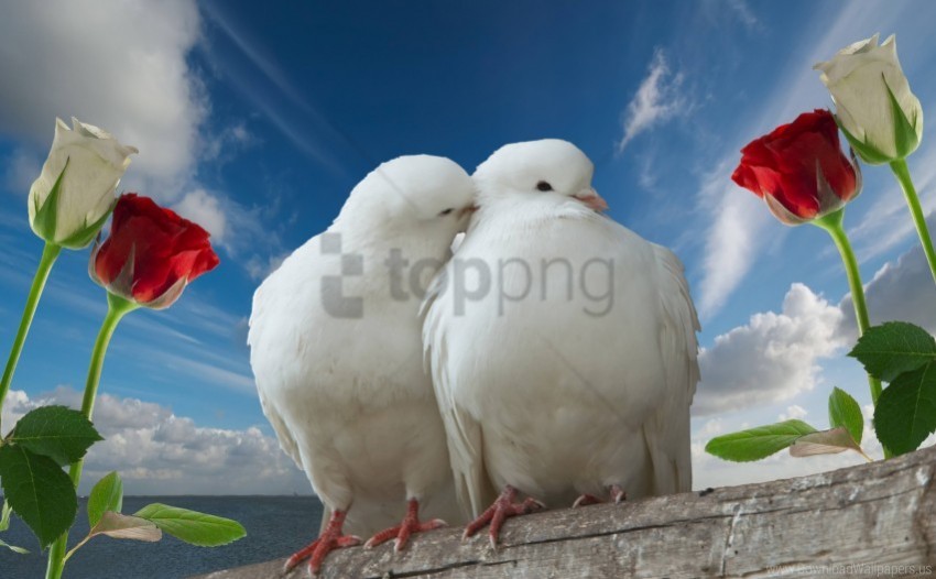 couple doves love rose sky wallpaper Isolated Graphic in Transparent PNG Format