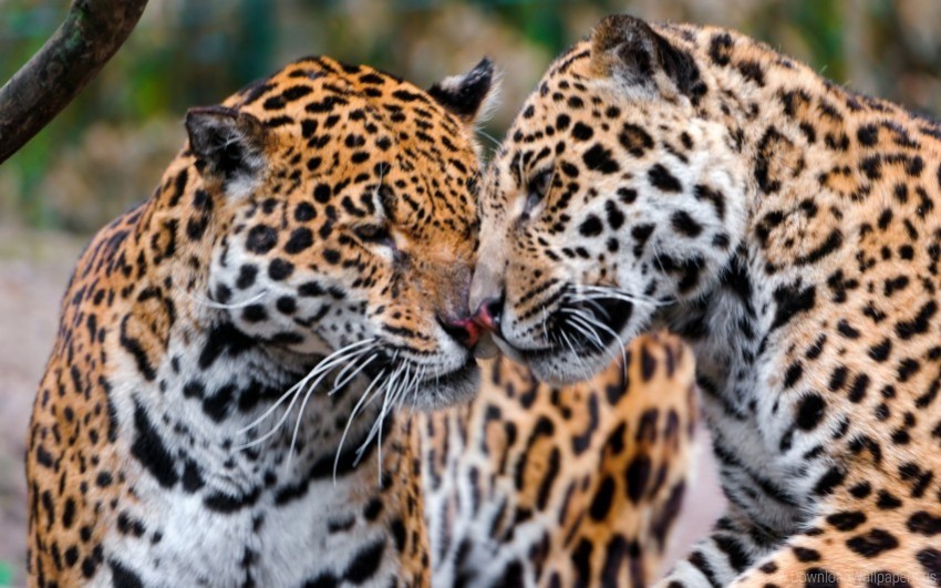 affection care couple jaguars predators wallpaper PNG picture