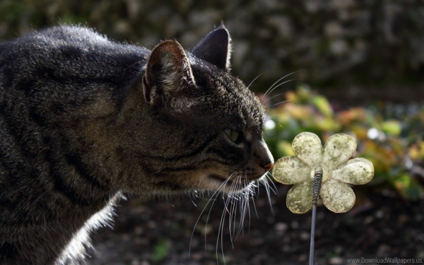 cat face flower striped wallpaper Isolated Subject on HighResolution Transparent PNG