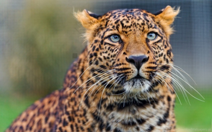 face leopard look predator watch wallpaper PNG pictures with no backdrop needed