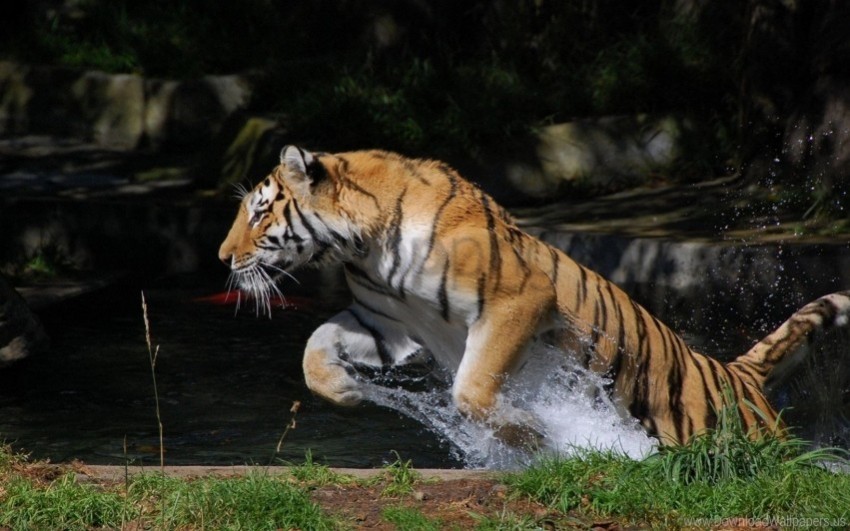 jump splash tiger water wallpaper PNG for educational use