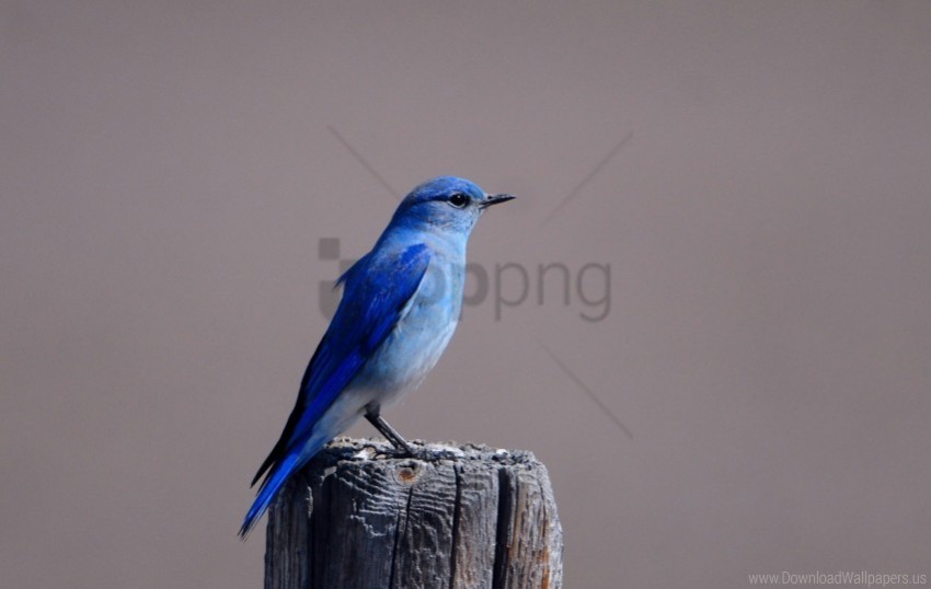bird blue bird color sitting tree stump wings wallpaper PNG Image with Transparent Isolated Graphic Element