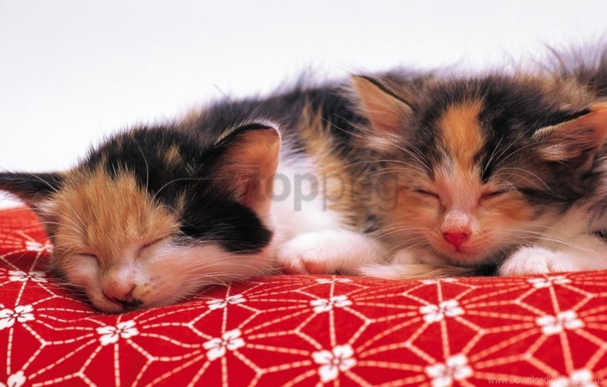 couple down kittens plaid wallpaper PNG for educational projects