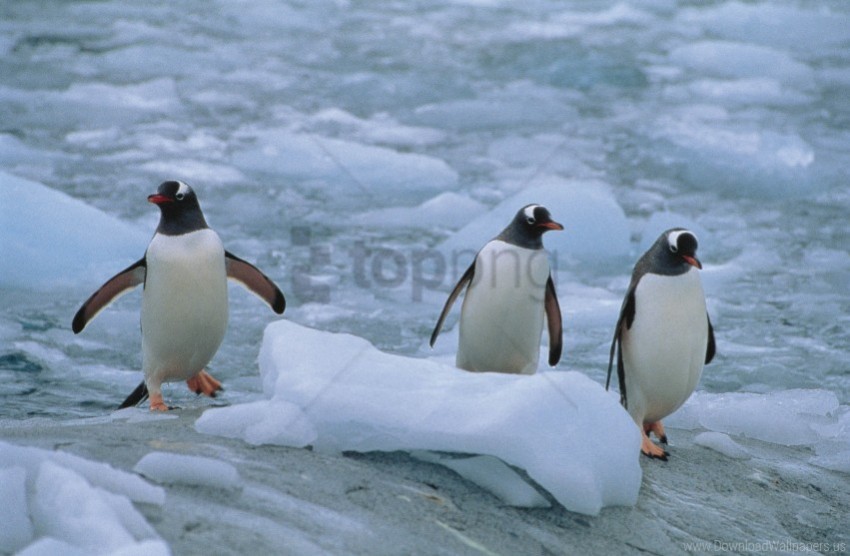 linux north penguins three wallpaper Clear background PNG images diverse assortment