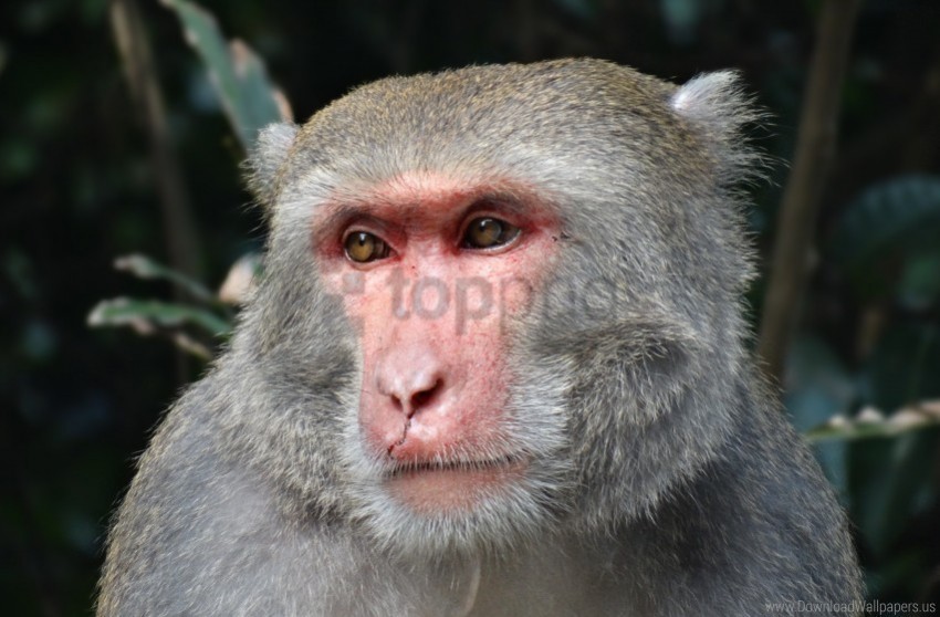 eyes macaque muzzle taiwan wallpaper PNG images with high transparency