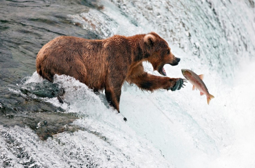 bear fish splashing water waterfall wallpaper Transparent PNG images complete library