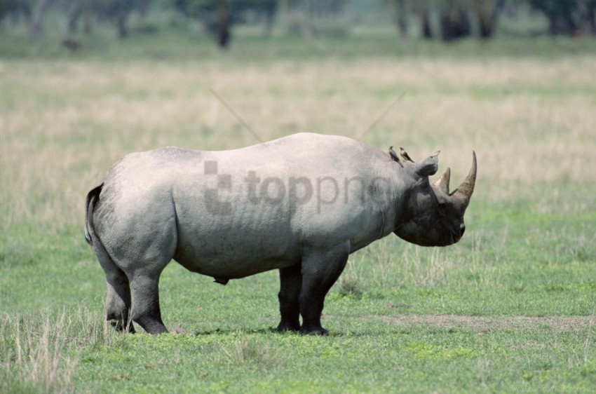beautiful rhino shadow walk wallpaper Transparent PNG images extensive variety