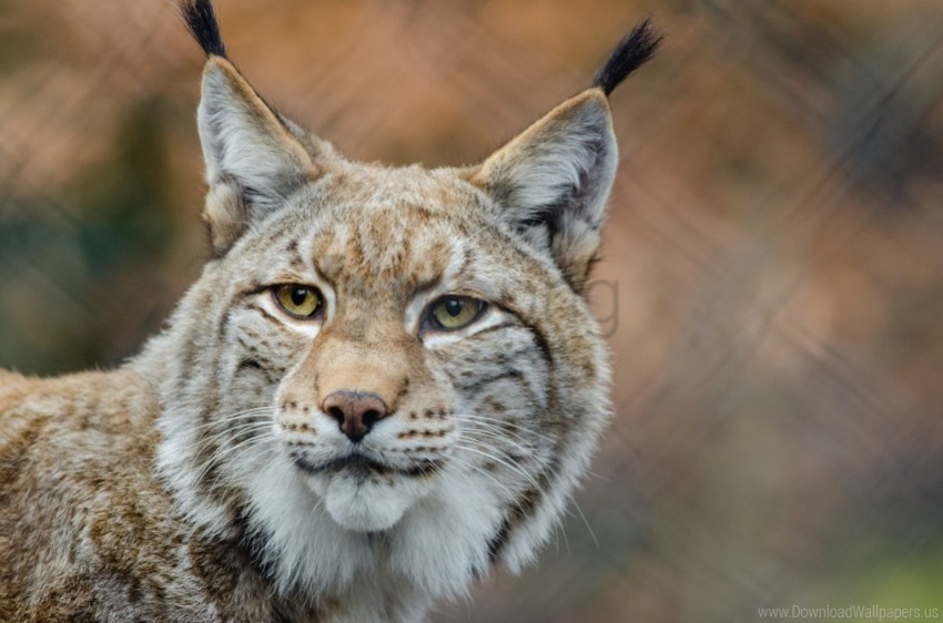 big cat lynx predator snout wallpaper Isolated Element in HighResolution Transparent PNG
