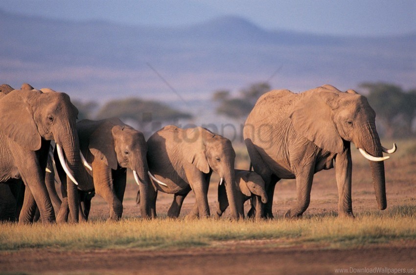 care crowd elephants family grass wallpaper PNG Image Isolated with Clear Transparency