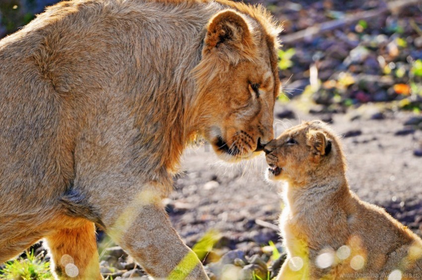 affection attention care cub lion predator wallpaper PNG images with alpha transparency wide collection