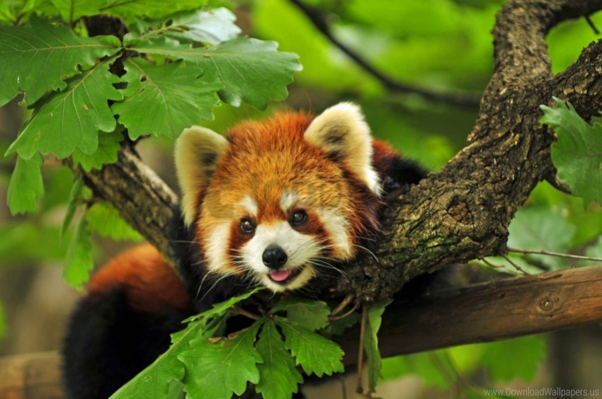 branches grass leaves red panda wallpaper PNG Image with Transparent Isolation