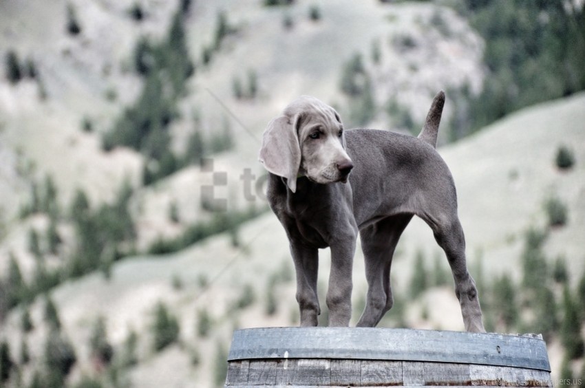 dog look puppy weimaraner wallpaper PNG free download