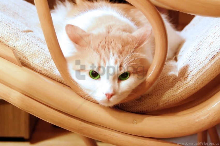 cat chair lie look muzzle wallpaper PNG Image with Isolated Artwork