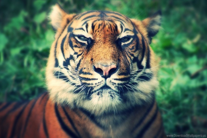 eyes muzzle predator squint tiger wallpaper PNG images with clear alpha channel broad assortment