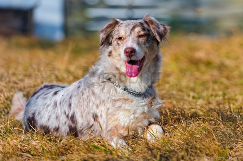 australian shepherd dog grass lying wallpaper PNG images with no limitations