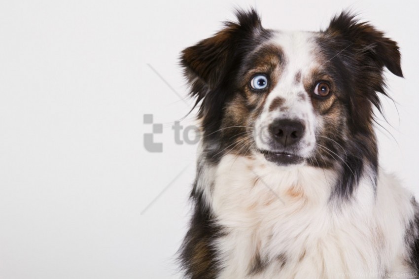 australian shepherd dog heterochromia muzzle wallpaper PNG with Isolated Object