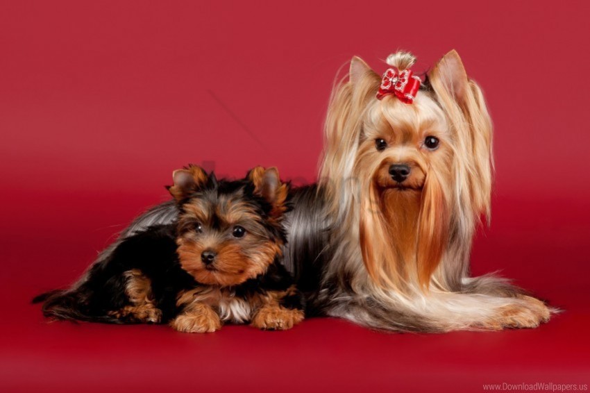 Beautiful Dog Yorkshire Terrier Wallpaper HighQuality Transparent PNG Isolated Art