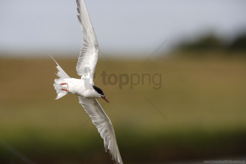 bird blur flying seagull wallpaper PNG Object Isolated with Transparency