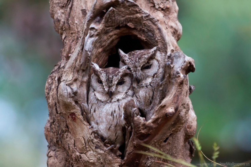 bird owl predator tree wallpaper PNG with Isolated Transparency