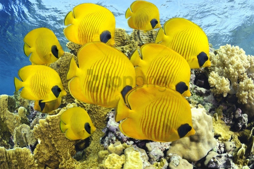 butterfly fish coral diving ocean sea wallpaper PNG images with no royalties
