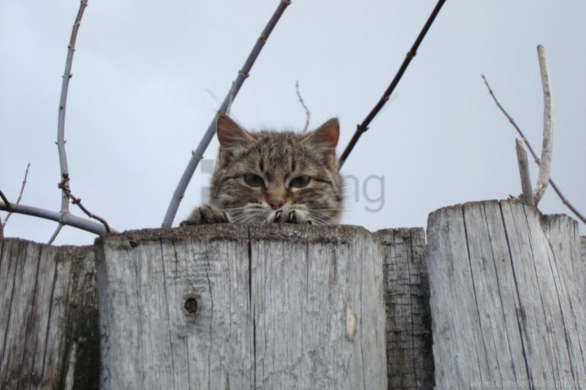 cat eyes fence muzzle peek wallpaper Transparent PNG pictures complete compilation