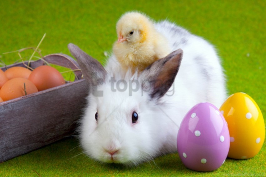 chicken easter eggs friendship rabbit wallpaper Isolated Subject on HighQuality Transparent PNG