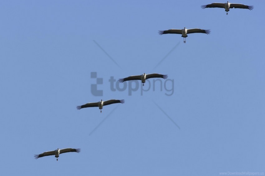 crane flock sky wallpaper PNG pictures with no background