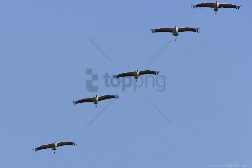 Crane Flock Sky Wallpaper PNG Pictures With No Background