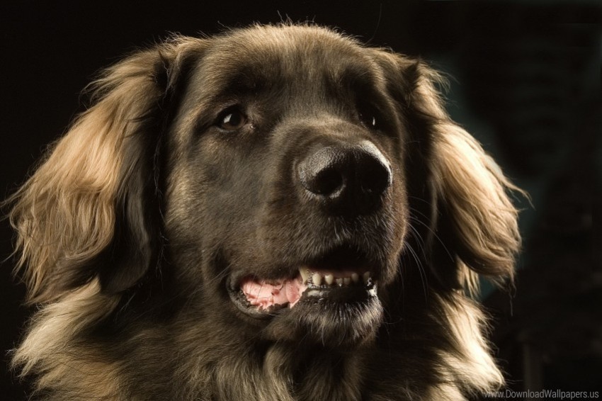 dark dog leonberger muzzle wallpaper PNG for educational use