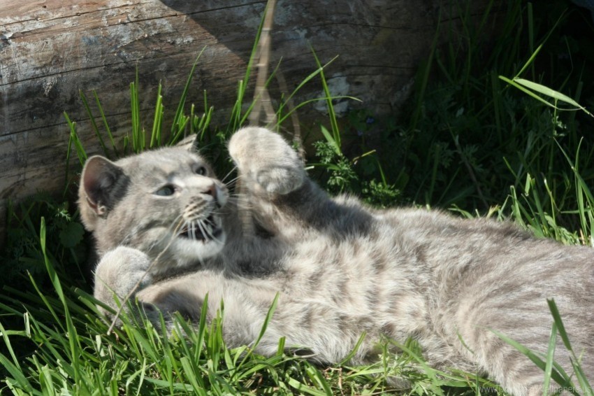 down grass kitten playful tabby timber wallpaper Isolated Design on Clear Transparent PNG