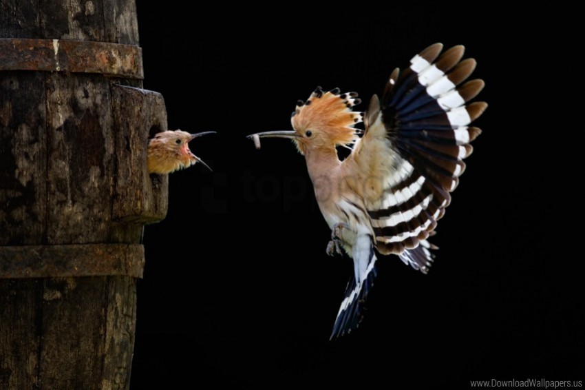  flight hoopoe wallpaper PNG Graphic with Transparent Isolation