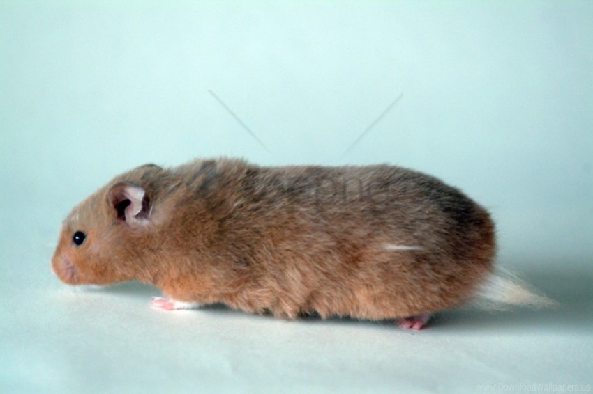 fluffy hamster thick wallpaper HighResolution Transparent PNG Isolated Graphic
