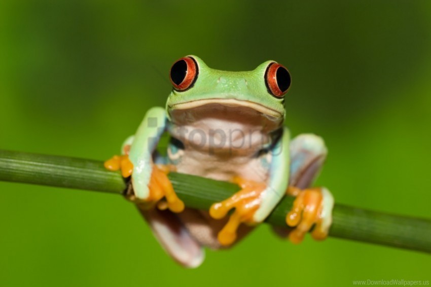 frog green background red eye stem wallpaper Transparent PNG images bundle
