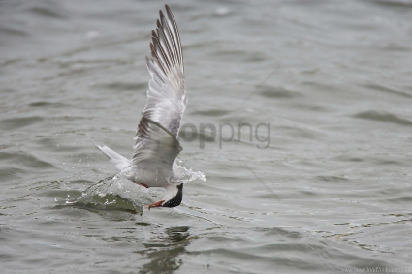 gull hunting mining wallpaper PNG files with no background free