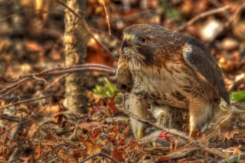 hawk hdr leaves predator red-tailed hawk wallpaper PNG free download
