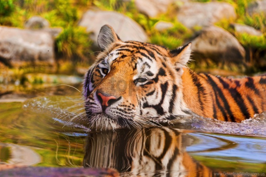 muzzle swim tiger water wallpaper HighQuality Transparent PNG Isolated Object