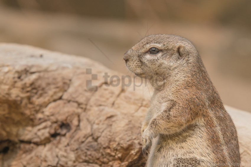 prairie dog rodent snout wallpaper PNG images without restrictions