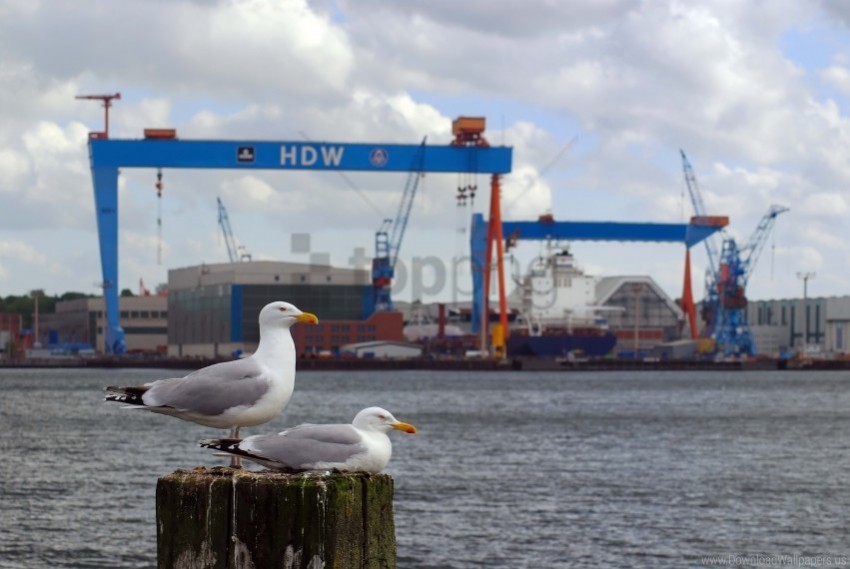 Bay Beak Seagull Wallpaper PNG Graphics With Clear Alpha Channel Broad Selection