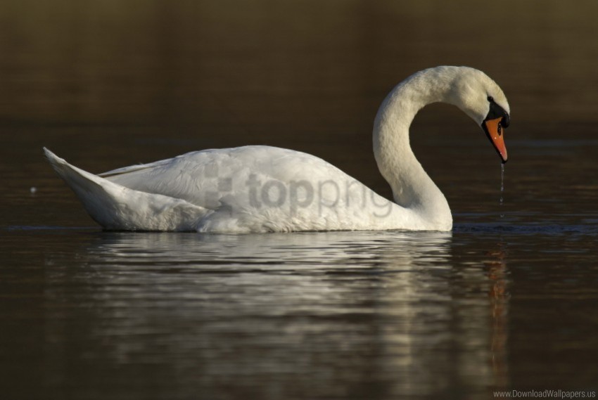 bird swan water wallpaper Isolated Graphic on HighResolution Transparent PNG