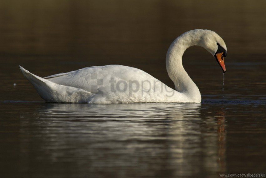 Bird Swan Water Wallpaper Isolated Graphic On HighResolution Transparent PNG