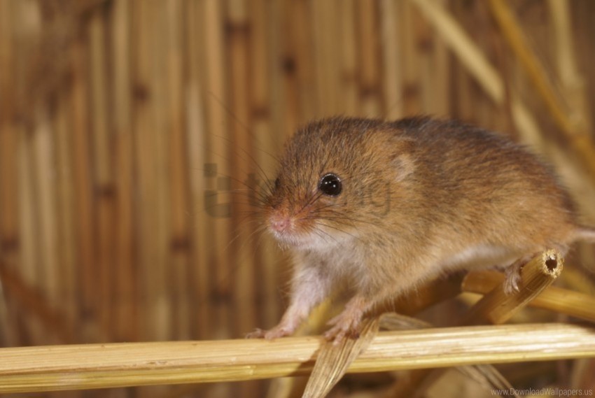 Branch Mouse Rodent Wallpaper Isolated Element In HighResolution Transparent PNG