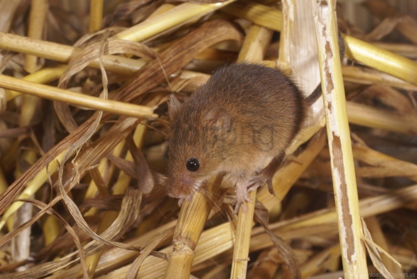 mammal mouse rodent wallpaper Isolated Object on Clear Background PNG
