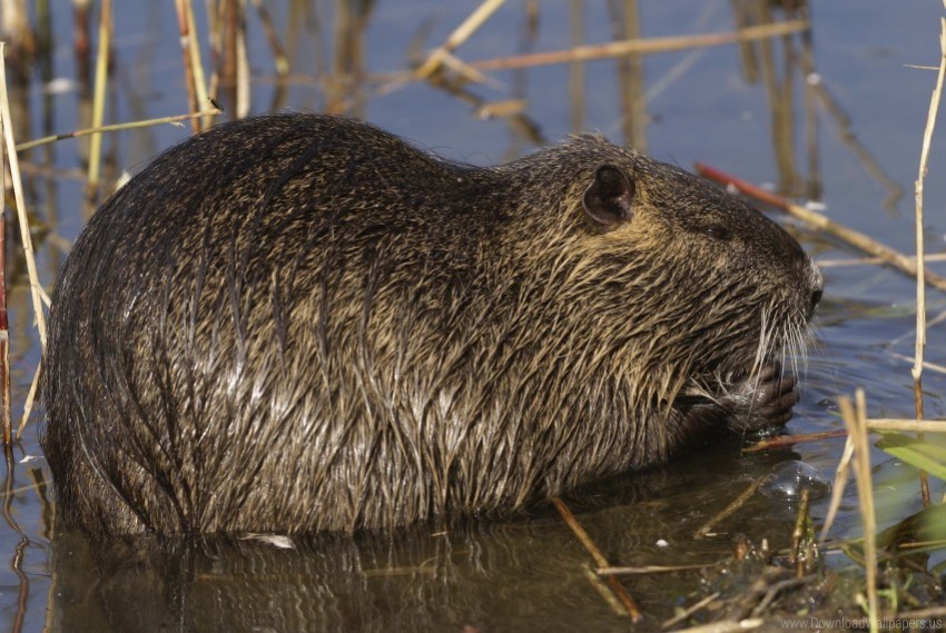 nutria rodent water wallpaper Isolated Element in HighQuality PNG