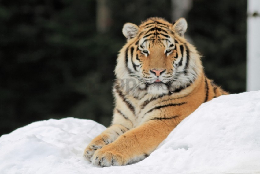 paw snow tiger wallpaper PNG Image Isolated with Transparency