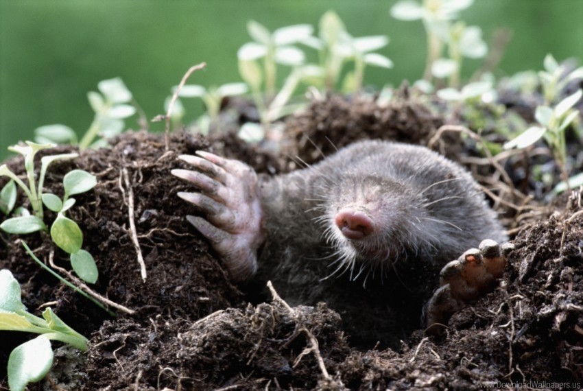 dirt earth grass hole mole wallpaper Isolated Item with HighResolution Transparent PNG