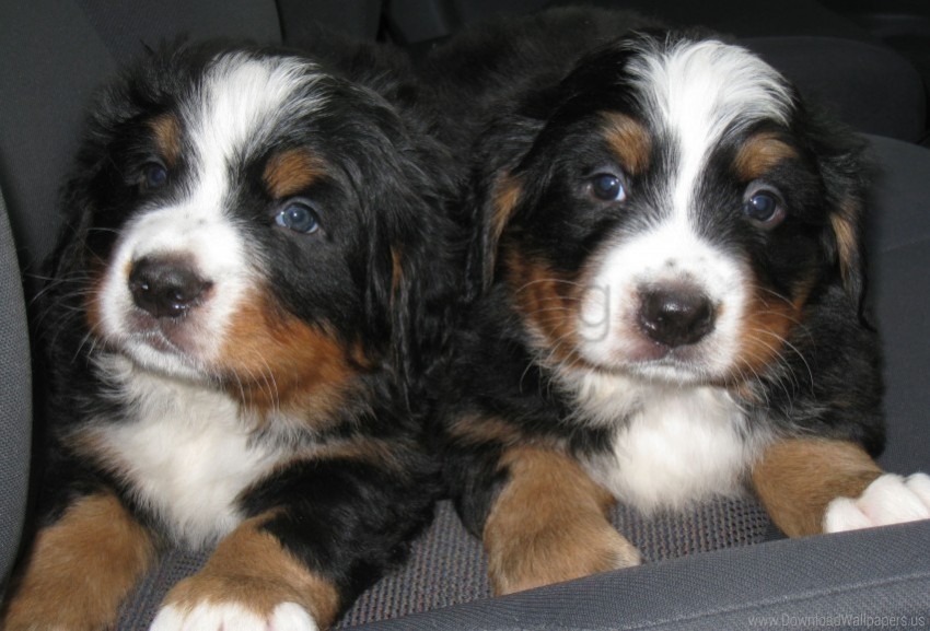 bernese sennenhund couple puppies spotted wallpaper PNG with no cost