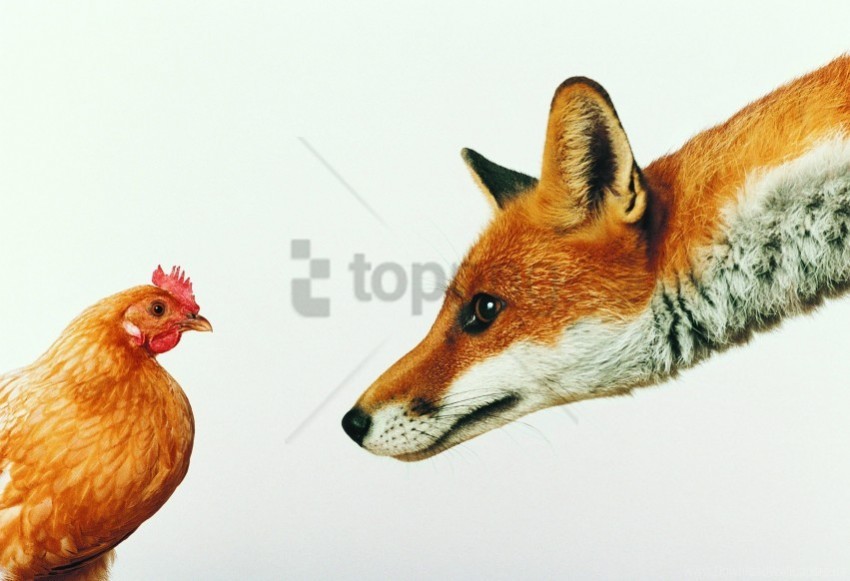 Chicken Fox White Wallpaper PNG Image With No Background