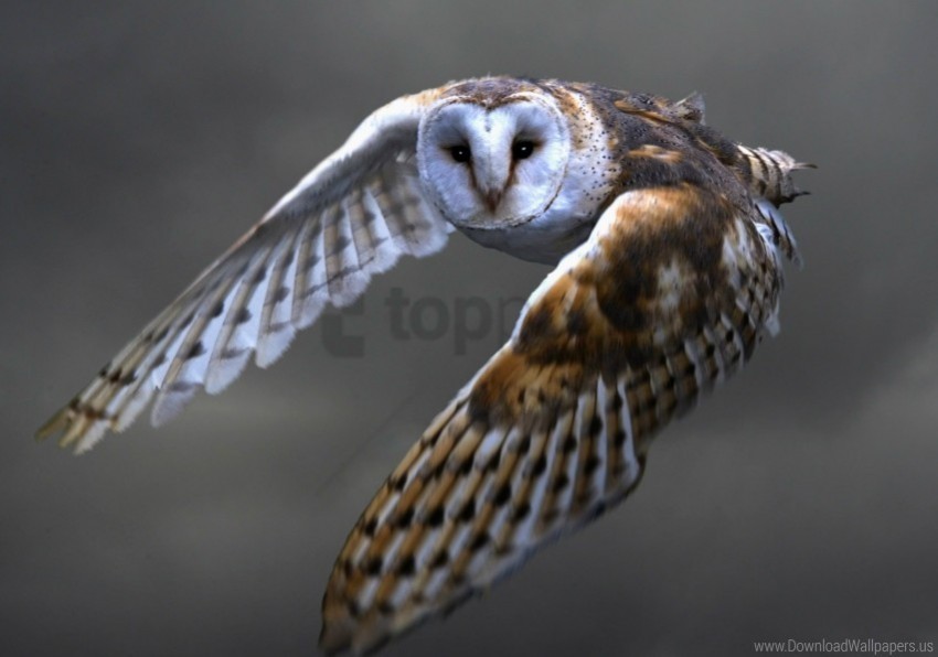 barn owl bird flying owl predator wallpaper High-definition transparent PNG