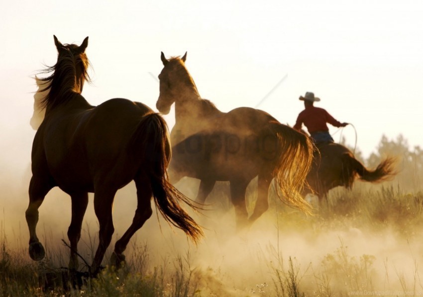 cowboy horse lasso wallpaper PNG for mobile apps